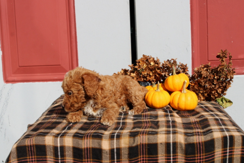 puppy, for, sale, Mini Poodle, Matthew B. Stoltzfus, dog, breeder, Gap, PA, dog-breeder, puppy-for-sale, forsale, nearby, find, puppyfind, locator, puppylocator, aca